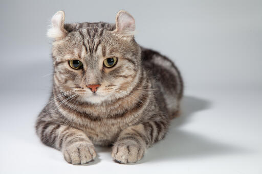 Tabby american curl kot leżący, patrzący przed siebie