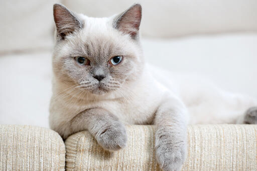 Kot brytyjski krótkowłosy colourpoint pochylający się nad ramieniem sofy