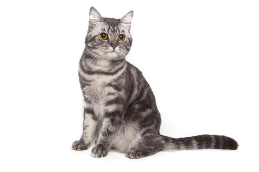 Piękny kot amerykański krótkowłosy o umaszczeniu marmurkowym z pręGowanym pręGowaniem