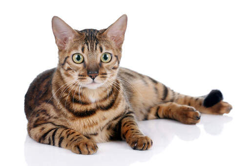 Czujny kot bengalski leżący z Golden eyes