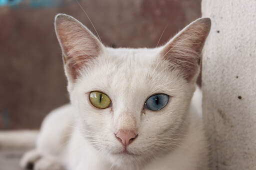Kot khao manee z dziwnie ubarwionymi oczami