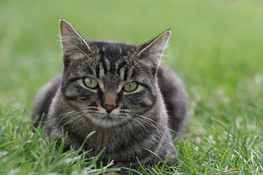 Kot w typie tabby manx leżący w trawie