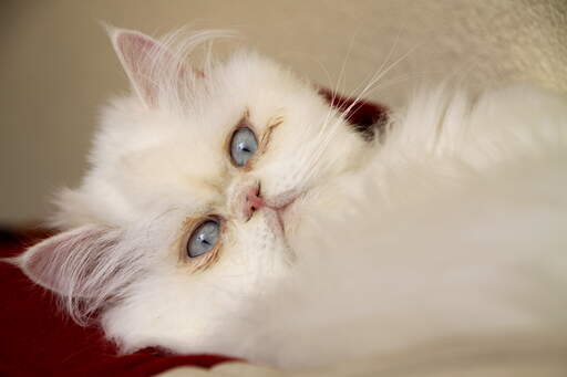 Piękna kotka z niebieskimi oczami
