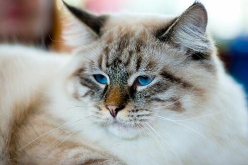 śliczna kotka szmacianka o pięknych niebieskich oczach
