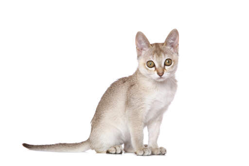 Młody kot singapurski z dużymi oczami