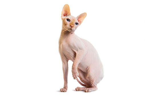 Blady kot rasy sfinks z charakterystyczną pomarszczoną skórą