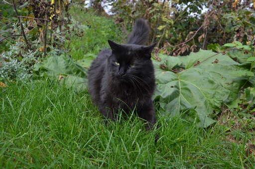 Czarny kot tiffanie patrolujący ogród