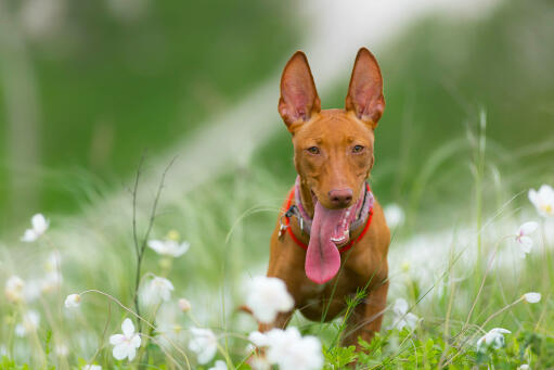 Cirneco dell'etna pies z wyciągniętym językiem w polu kwiatów
