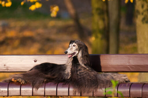 Piękny ciemnowłosy pies afgański odpoczywający na ławce w parku
