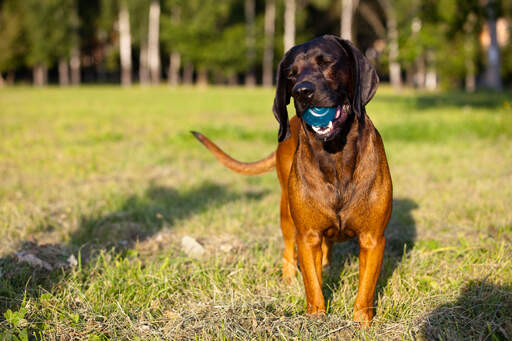 Wesoły bawarski pies górski bawiący się piłką