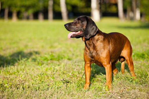 Silny bawarski pies górski na trawie