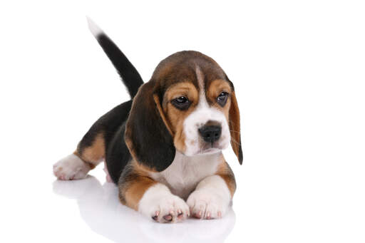 Piękny szczeniak beagle, który próbuje leżeć spokojnie