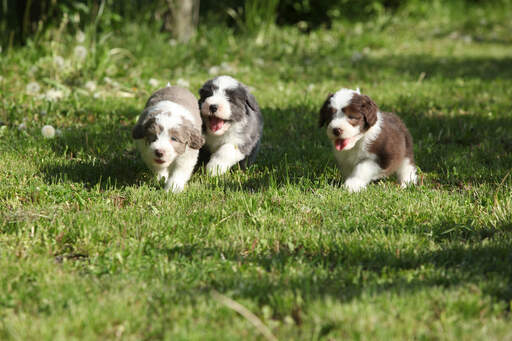 Trzy piękne, małe szczeniaki rasy bearded collie, biegające po trawie