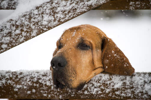 Bloodhound opierający głowę na bramie w Snow