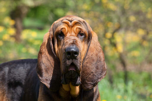 Zbliżenie niesamowitych, długich uszu bloodhounda