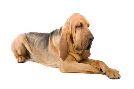 Zdrowy, dorosły bloodhound leży ze skrzyżowanymi łapami