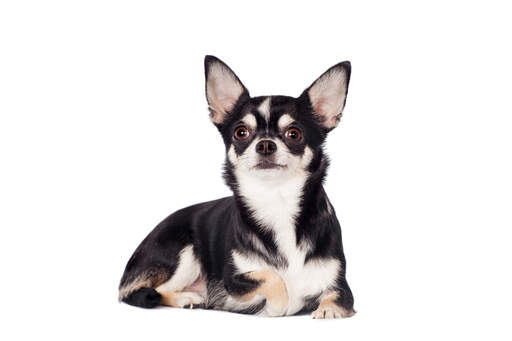 Chihuahua o ciemnym umaszczeniu, z krótką, gęstą sierścią