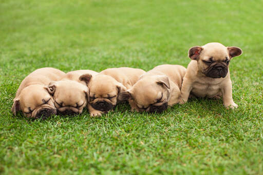 Pięć pięknych, małych szczeniaków buldoga francuskieGo leżących razem na trawie