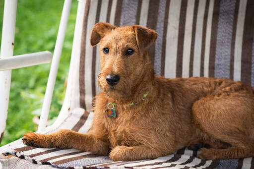 Uroczy, mały irish terrier odpoczywający na krześle