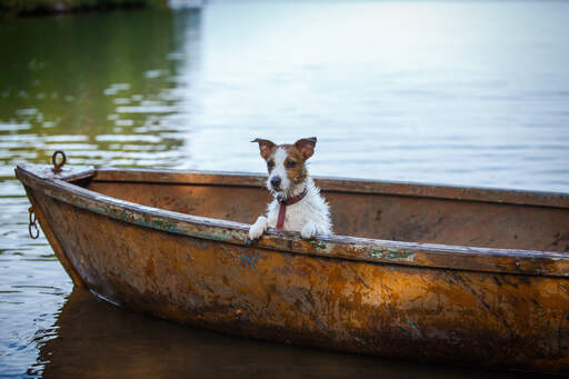 Uroczy, mały jack russell terrier odpoczywający w łódce po kąpieli