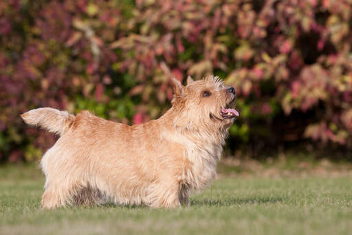 Piękny mały norwich terrier pokazuje swoje wspaniałe krótkie nogi i długie ciało