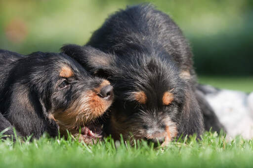 Dwa cudowne małe szczeniaki otterhounda bawiące się na trawie