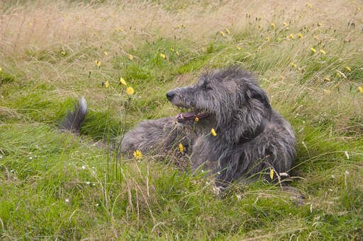 Piękny, pokryty drutem szkocki pies Gończy, leżący w trawie