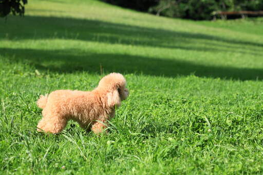 Niesamowicie mały szczeniak pudla toy stojący wysoko w trawie