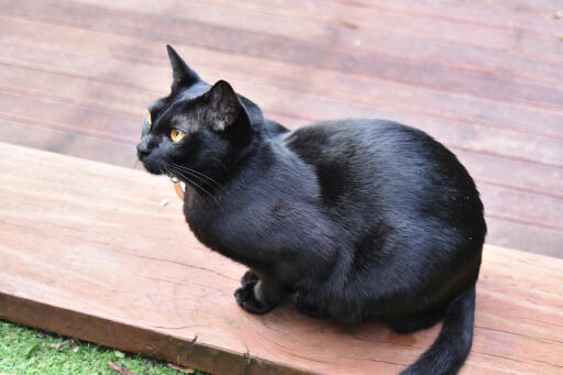 Błyszczący kot mandalay siedzący na jakimś tarasie
