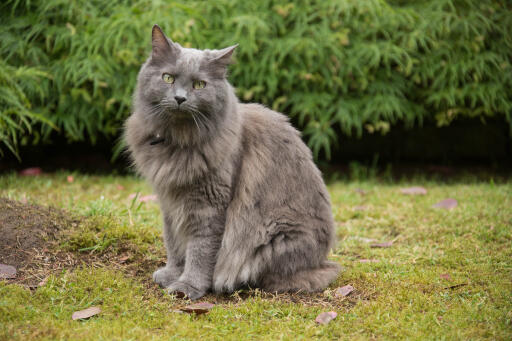 Nebelung kot siedzący w ogrodzie