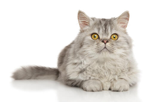 Kot perski pewter leżący na białym tle