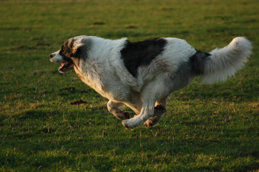 Pirenejski-mastiff-running