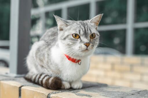 Kot amerykański krótkowłosy z czerwoną obrożą siedzący zgrabnie na ścianie