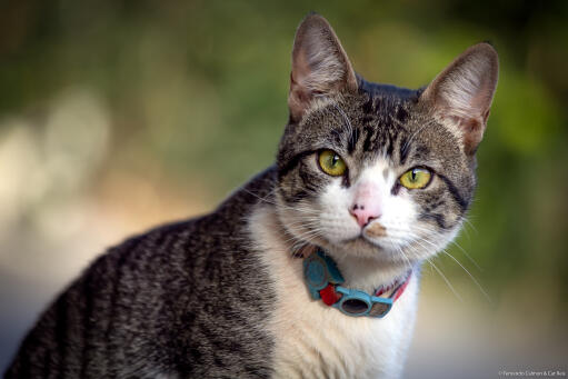 Czujny kot american wirehair z niebiesko-czerwoną obrożą na zewnątrz