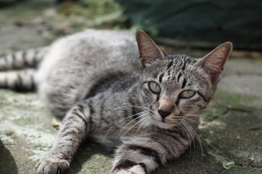 Kot azjatycki tabby leżący rozciągnięty na ziemi