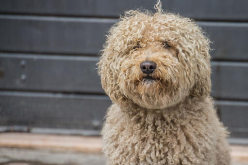 Barbet pies z Golden curly coat siedzący oczekujący na instrukcje