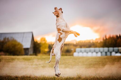 Bracco italiano pies skaczący w polu przy zachodzie słońca