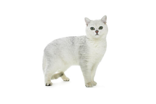 Kot brytyjski krótkowłosy na białym tle