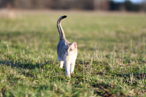 Kot burmilla z podniesionym oGonem spacerujący w plenerze