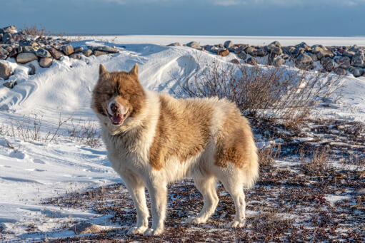 Przystojny kanadyjski pies eskimoski na wolności