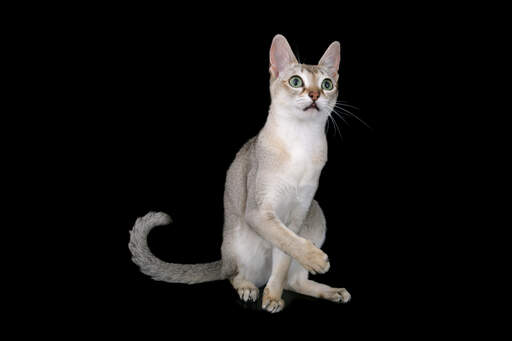 Wesoły kot singapurski z dużymi, wysokimi uszami