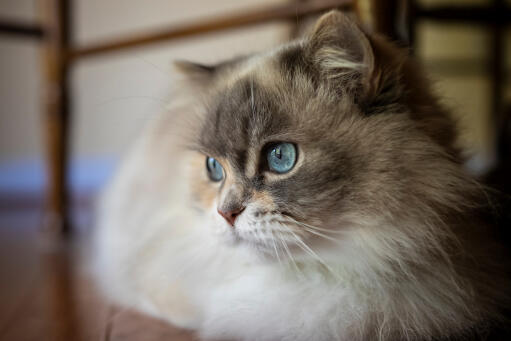 Puszysty kot napoleoński z niebieskimi oczami zbliżenie