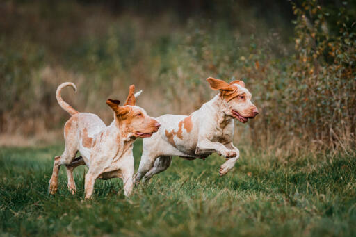 Para psów bracco italiano grających w polu