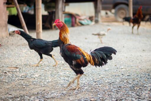 Para tajwańskich kurczaków