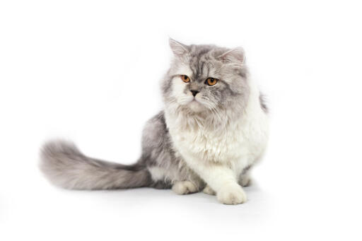 Miękki szary i biały perski kot cameo bicolor na białym tle