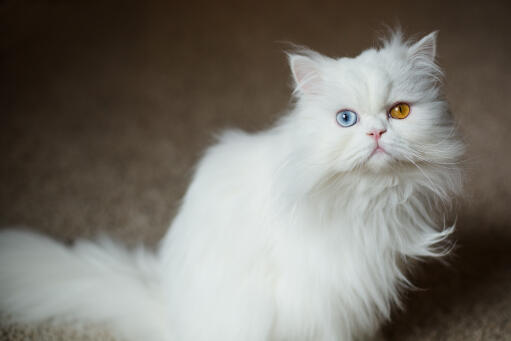 Puszysty perski kot o dziwnych oczach, patrzący w górę