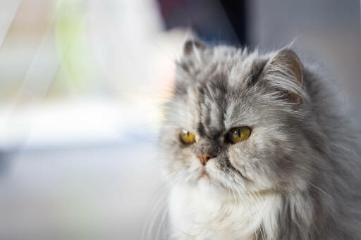 Kot perski pewter zbliżenie twarzy