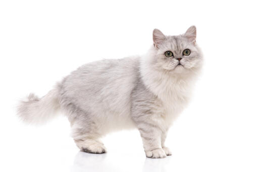 Srebrny tabby perski kot stojący przed białym tłem