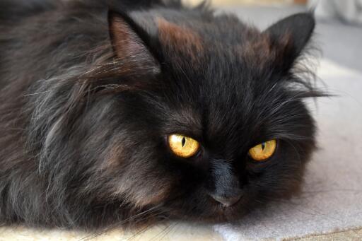 Czarny perski kot dymny zbliżenie
