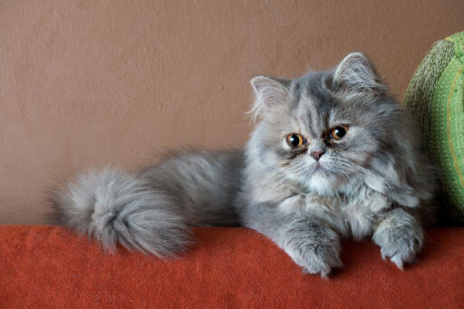 Szary perski kot dymny leżący na czerwonym kocu